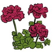 Geranium Geranium