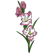 Gladiola Gladiola