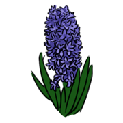 hyacinth hyacinth