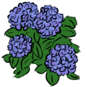 Hydrangea Hydrangea
