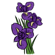 Iris Iris