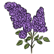 lilac llilac