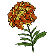 marigold marigold