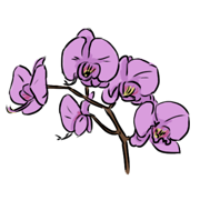 Orchid Orchid