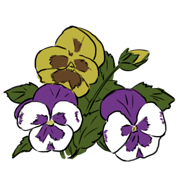 Pansy Pansy