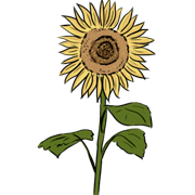 Sunflower Sunflower