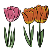 Tulip Tulip