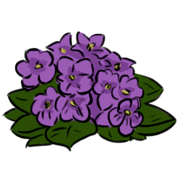 violet violet