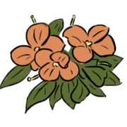 Wallflower Wallflower