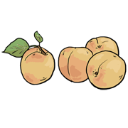 apricot