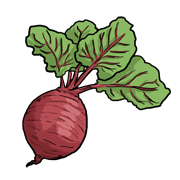 beetroot