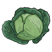 cabbage