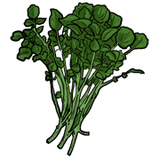 watercress