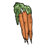 carrot