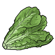 lettuce