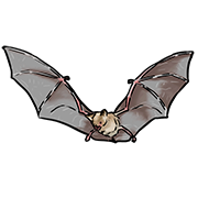 bat bat