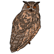 owl owl