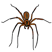 spider spider