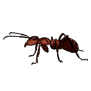 ant