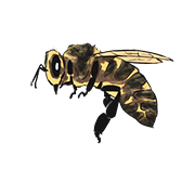 bee