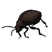 beetle