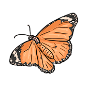 butterfly