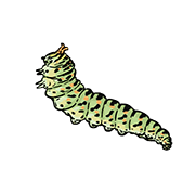 caterpillar