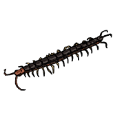 centipede