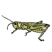 cricket