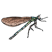 dragonfly