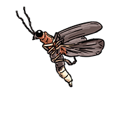 firefly