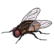 fly