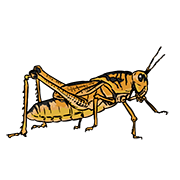 Grasshopper