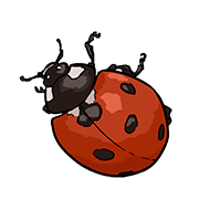 ladybird