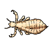 louse