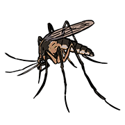 mosquito