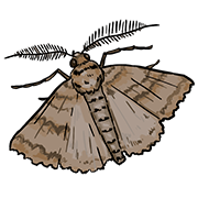 moth