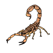 scorpion