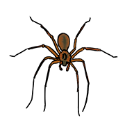 spider