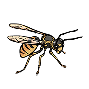 wasp