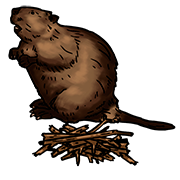 beaver