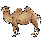 camel