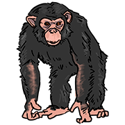 chimpanzee