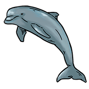 dolphin