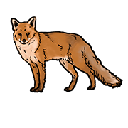 fox