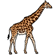 giraffe