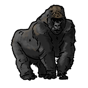 gorilla