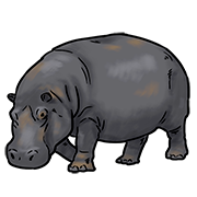 hippopotamus