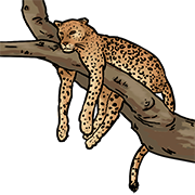 leopard