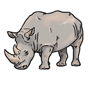 rhinocerous